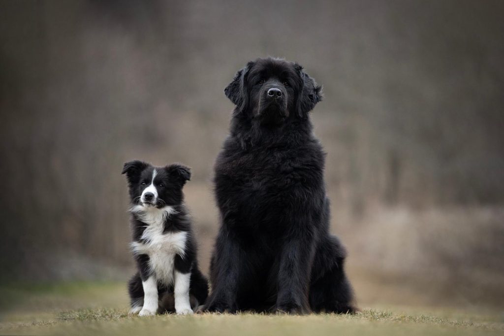 Quanto costa tagliare le unghie al cane