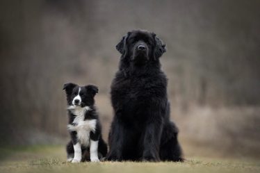 Quanto costa tagliare le unghie al cane