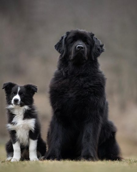 Quanto costa tagliare le unghie al cane