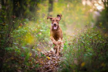 Quanto costa toelettatura cane