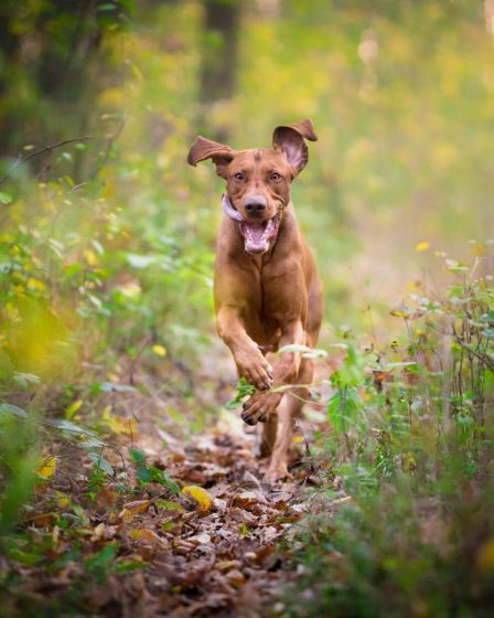 Quanto costa toelettatura cane