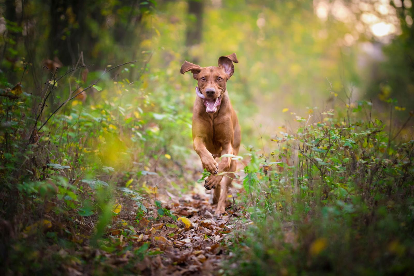 Quanto costa toelettatura cane