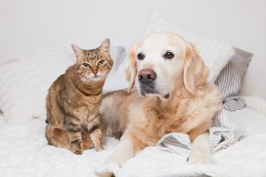 Quanto costa un cane piccolo
