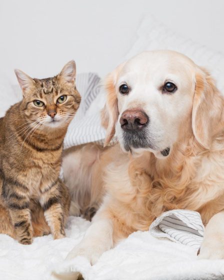 Quanto costa un cane piccolo