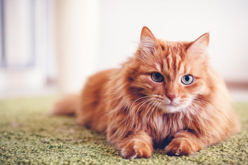 Quanto costa un gatto maine coon