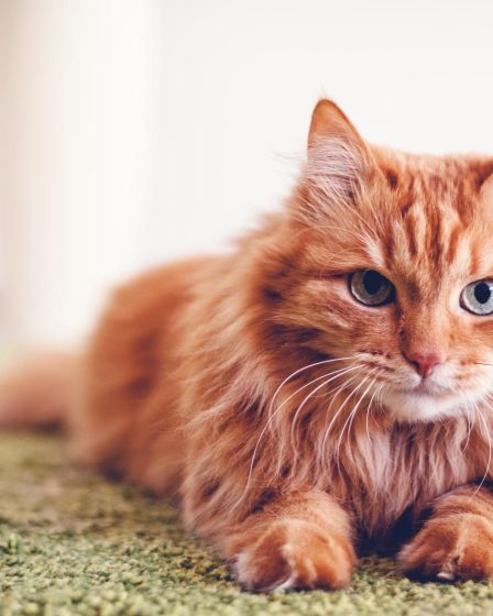 Quanto costa un gatto maine coon