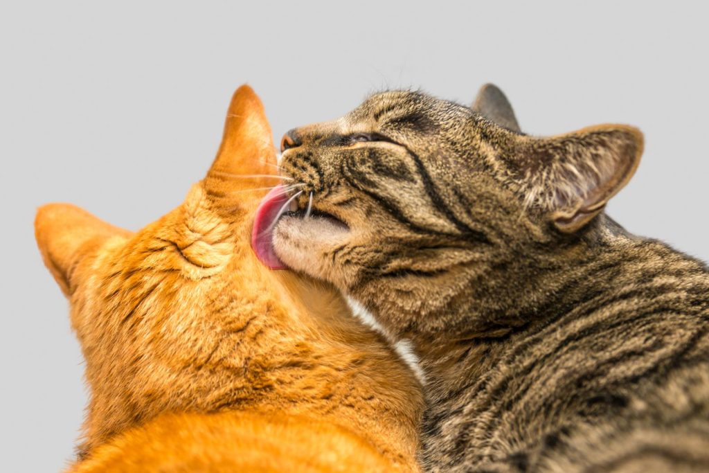 Quanto costa un gatto senza pelo