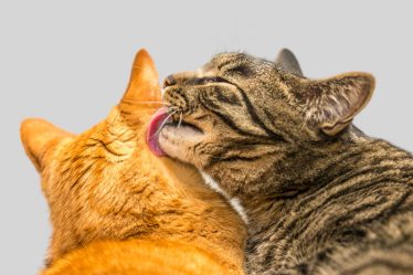 Quanto costa un gatto senza pelo