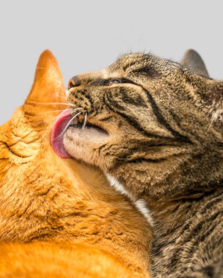 Quanto costa un gatto senza pelo