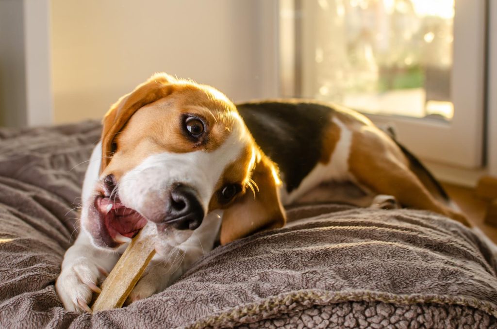 Quanto deve cuocere la carne di maiale per il cane