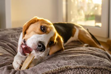 Quanto deve cuocere la carne di maiale per il cane