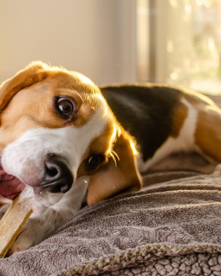Quanto deve cuocere la carne di maiale per il cane