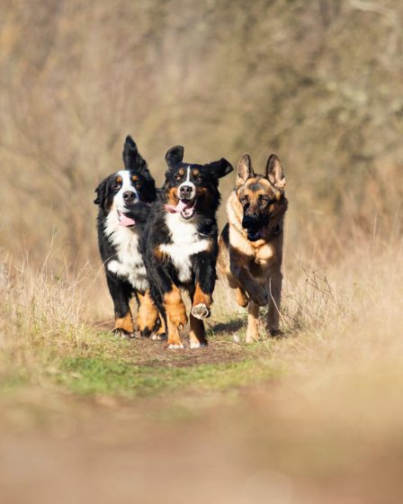 Quanto deve mangiare un cane