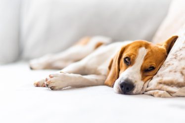 Quanto deve mangiare un cane di 15 kg
