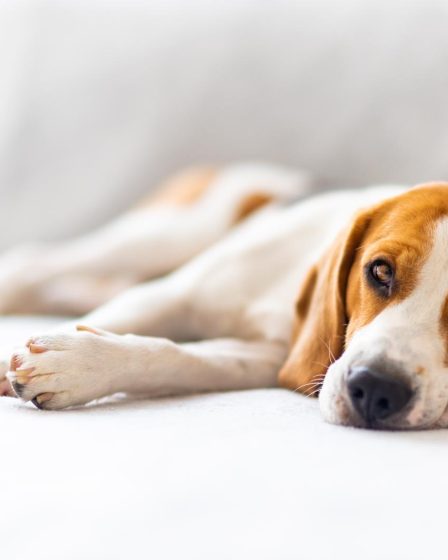 Quanto deve mangiare un cane di 15 kg