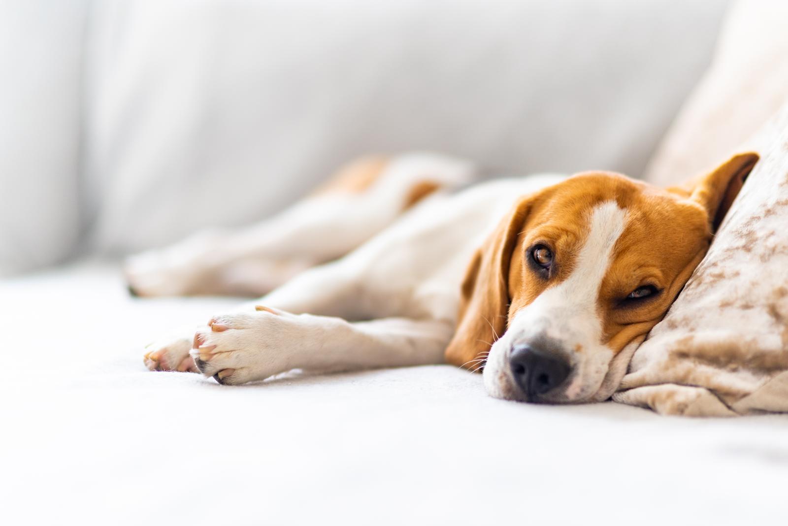 Quanto deve mangiare un cane di 15 kg