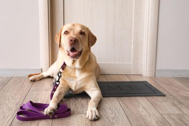 Quanto deve mangiare un cane di 20 kg