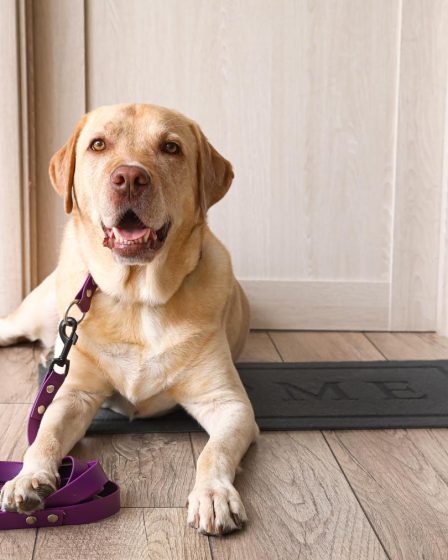 Quanto deve mangiare un cane di 20 kg