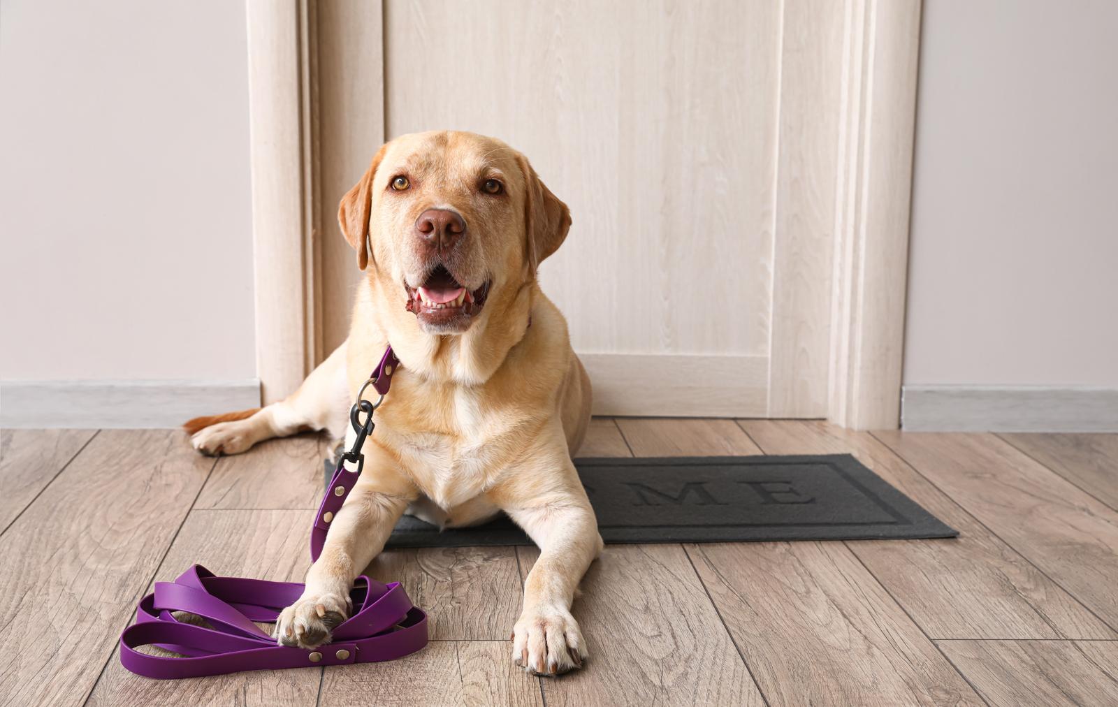 Quanto deve mangiare un cane di 20 kg