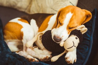 Quanto deve mangiare un cane di 30 kg