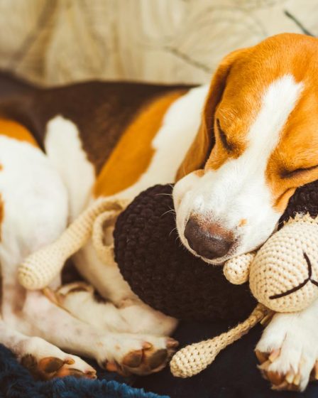 Quanto deve mangiare un cane di 30 kg