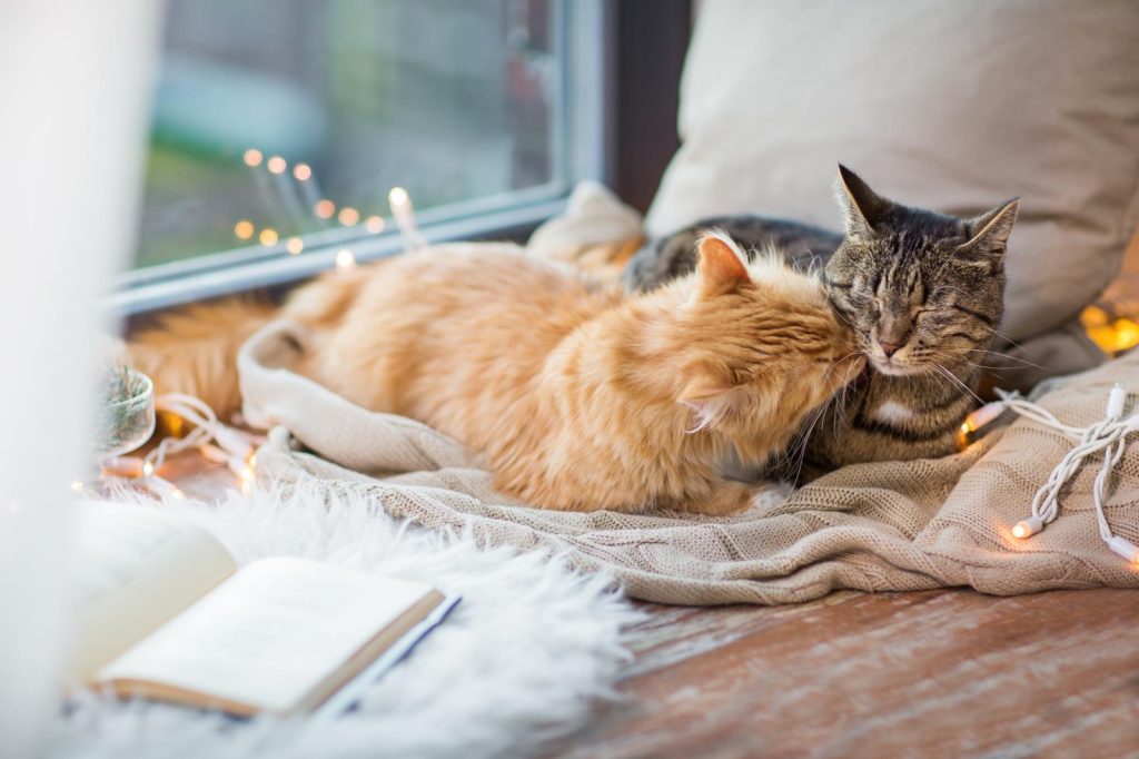 Quanto deve mangiare un gatto