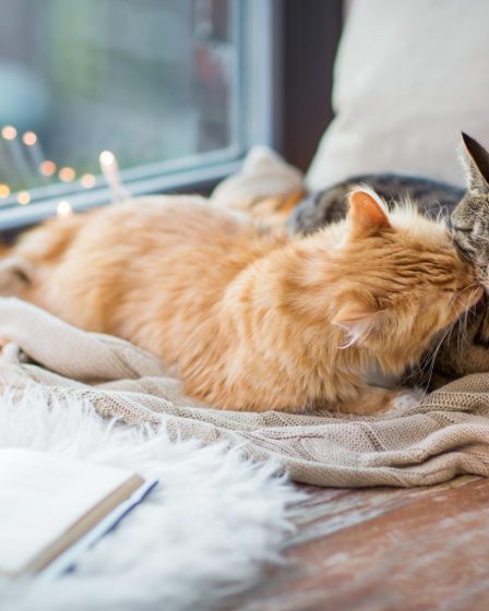 Quanto deve mangiare un gatto
