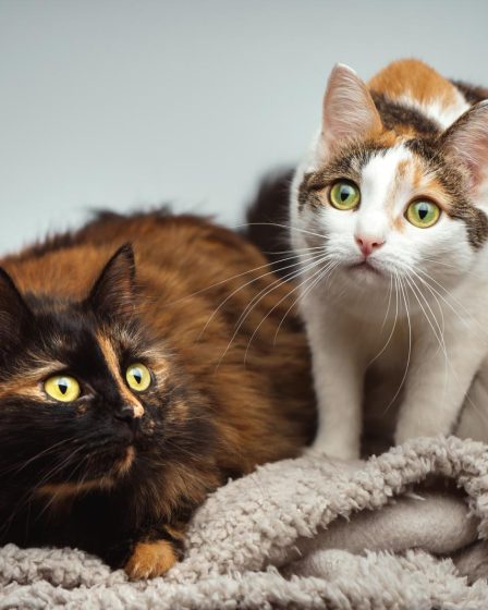 Quanto deve mangiare un gatto adulto sterilizzato