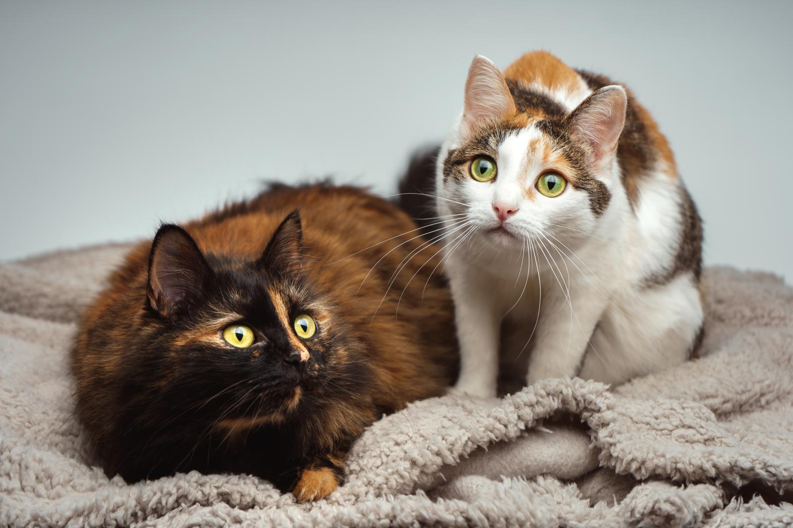 Quanto deve mangiare un gatto adulto sterilizzato