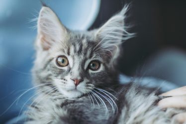 Quanto deve mangiare un gatto di 3 kg