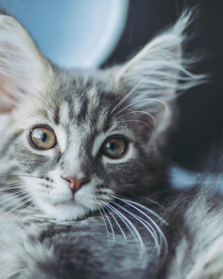 Quanto deve mangiare un gatto di 3 kg