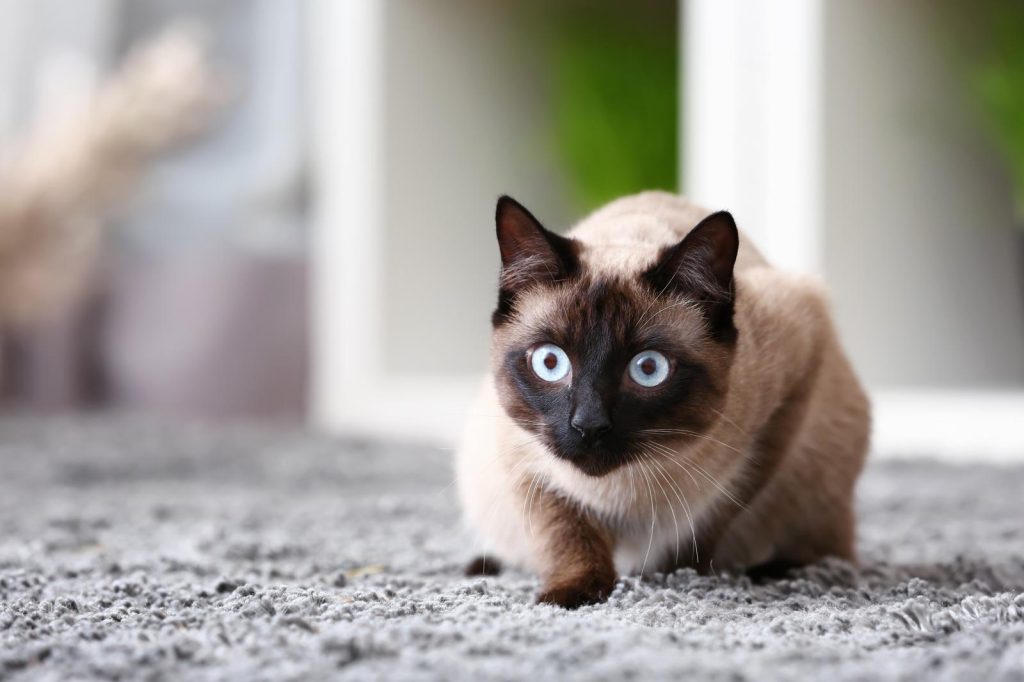 Quanto deve mangiare un gatto di 4 kg