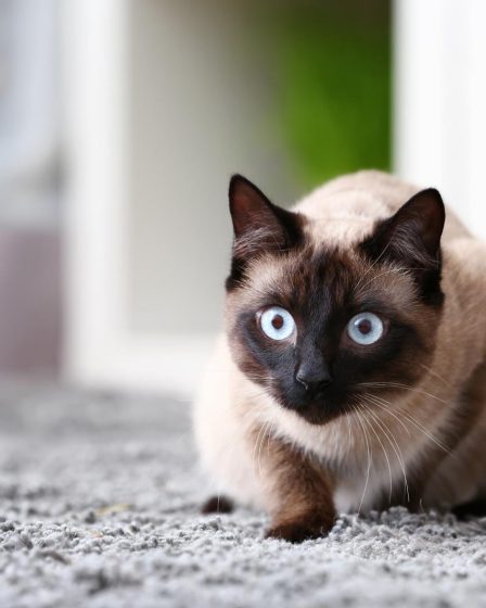 Quanto deve mangiare un gatto di 4 kg