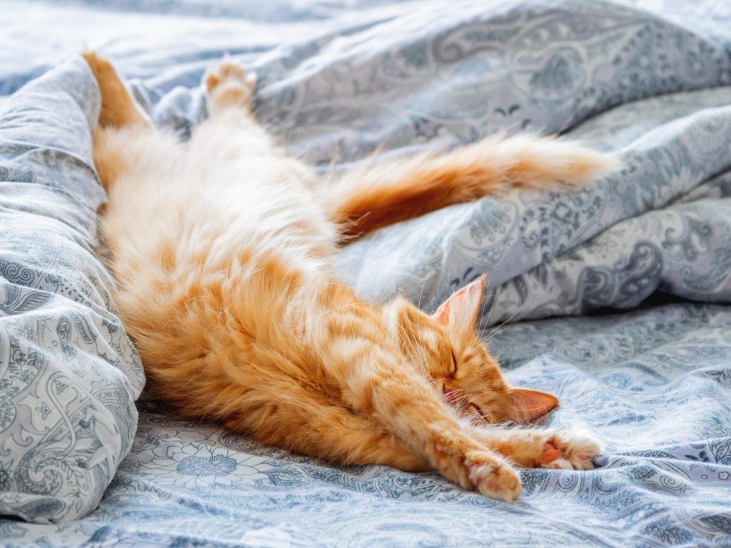 Quanto deve mangiare un gatto di 5 kg