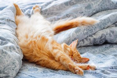 Quanto deve mangiare un gatto di 5 kg