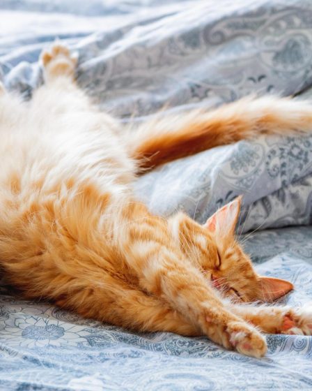 Quanto deve mangiare un gatto di 5 kg