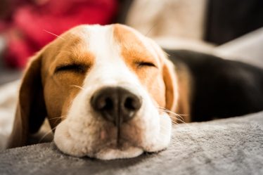 Quanto dorme un cane di 2 anni