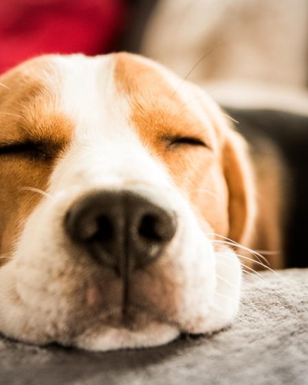 Quanto dorme un cane di 2 anni