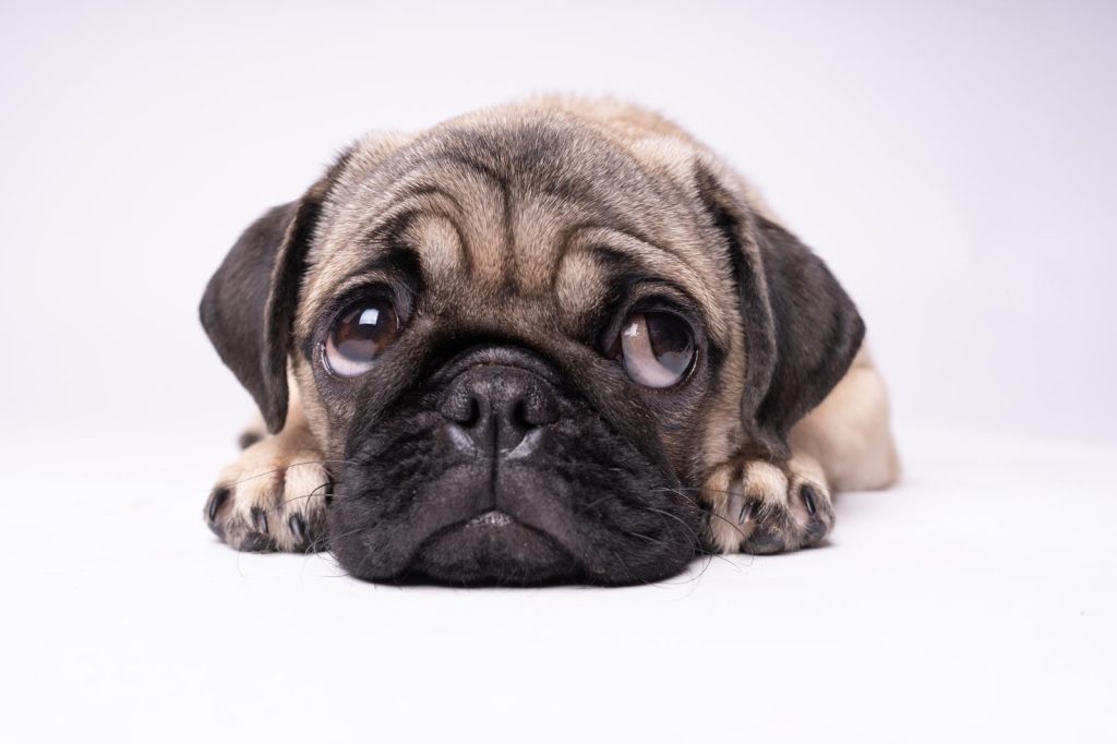 Quanto dorme un cucciolo di cane