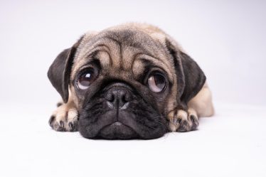 Quanto dorme un cucciolo di cane