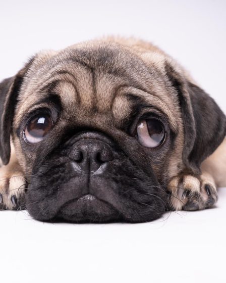 Quanto dorme un cucciolo di cane