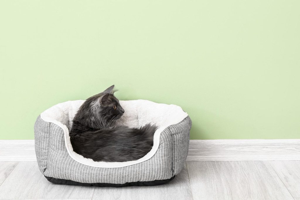 Quanto dorme un gatto