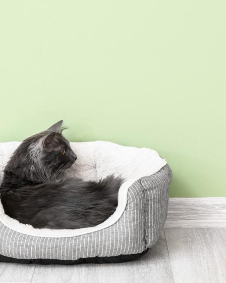 Quanto dorme un gatto
