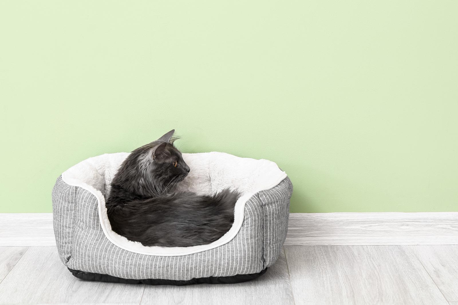 Quanto dorme un gatto