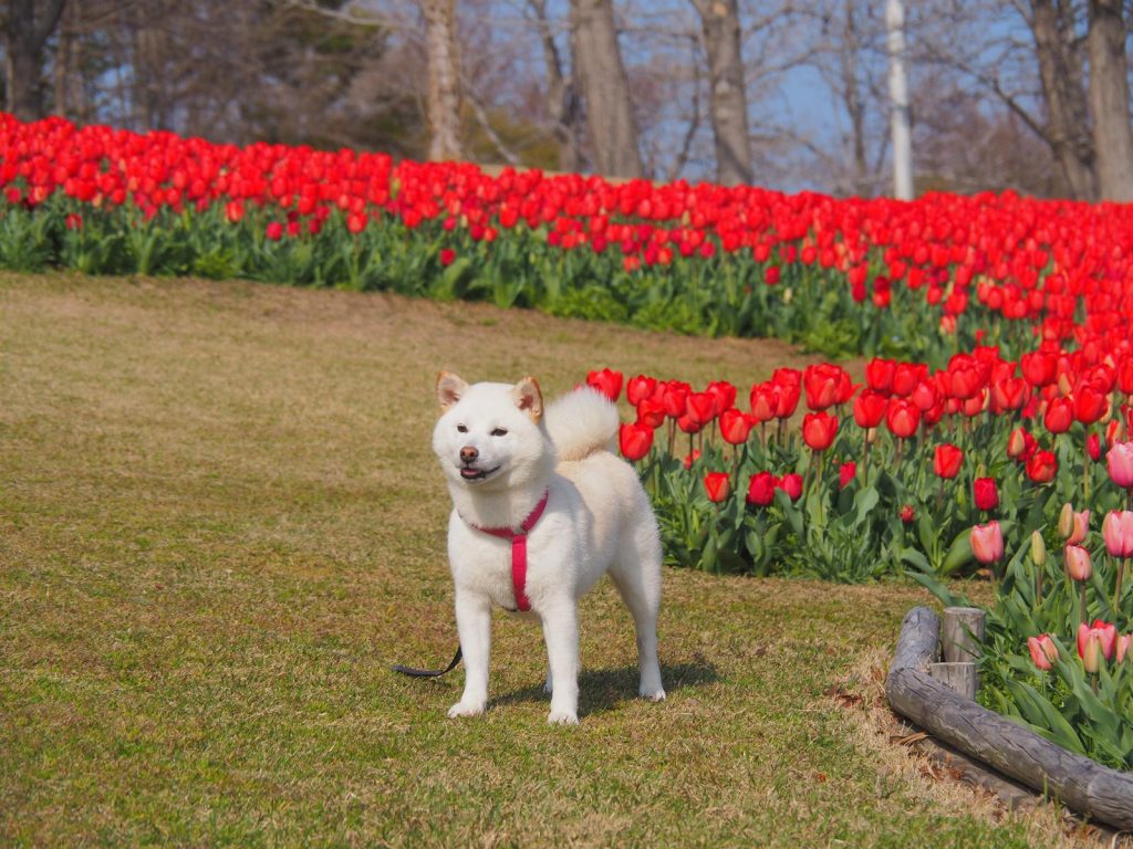 Quanto dura il calore del cane