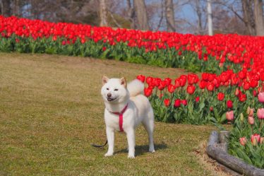 Quanto dura il calore del cane