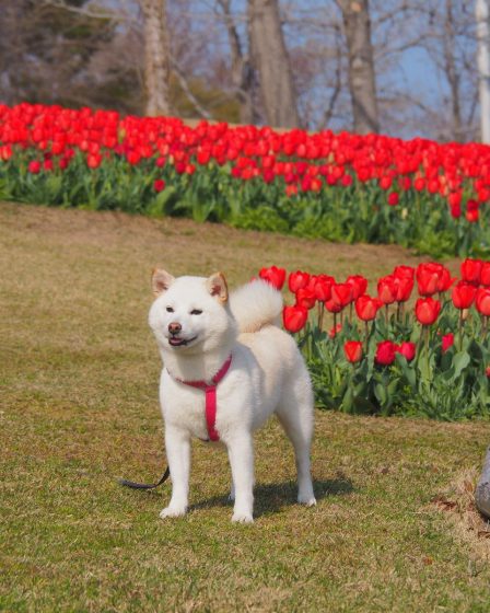 Quanto dura il calore del cane