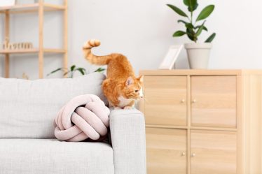 Quanto dura la gestazione di un gatto