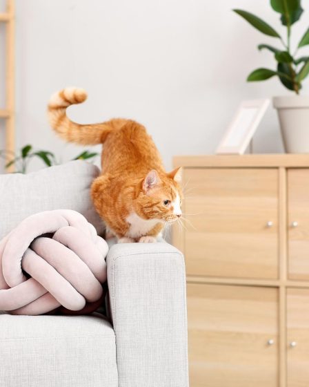Quanto dura la gestazione di un gatto