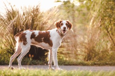 Quanto dura la gravidanza di un cane di taglia piccola